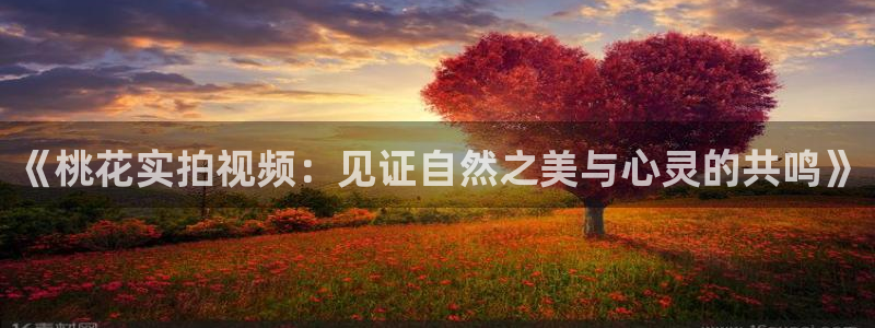 星空影网