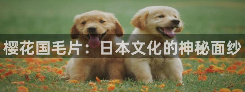 大丈夫高清免费观看星空