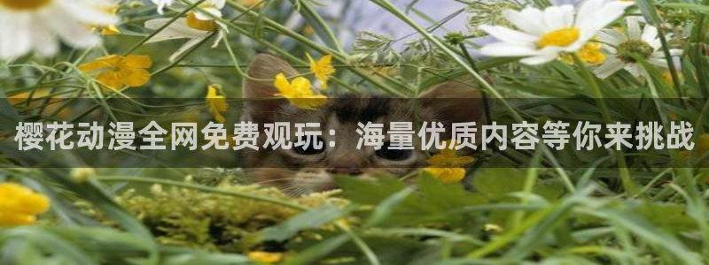 午马电影在线观看影院