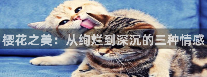 星空影视大全下载